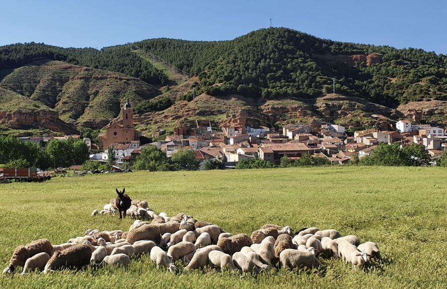 Rebaño de ovejas pastando con Tosos y las peñas de fondo